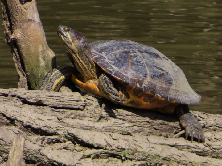 Red-ear Slider